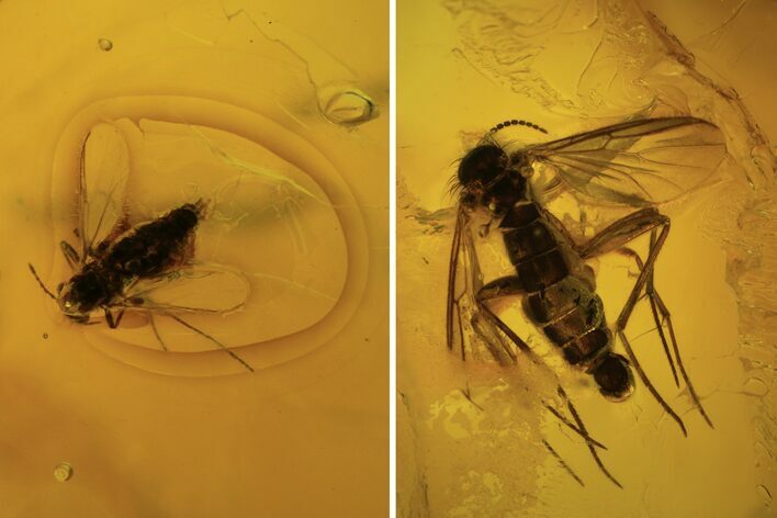 Two Fossil Flies (Diptera) In Baltic Amber #120677
